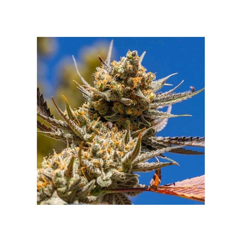 Lemon Berry Candy OG R2, Фасовка: 5